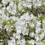 【スナップ撮影】花がキレイな季節