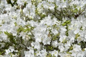 【スナップ撮影】花がキレイな季節