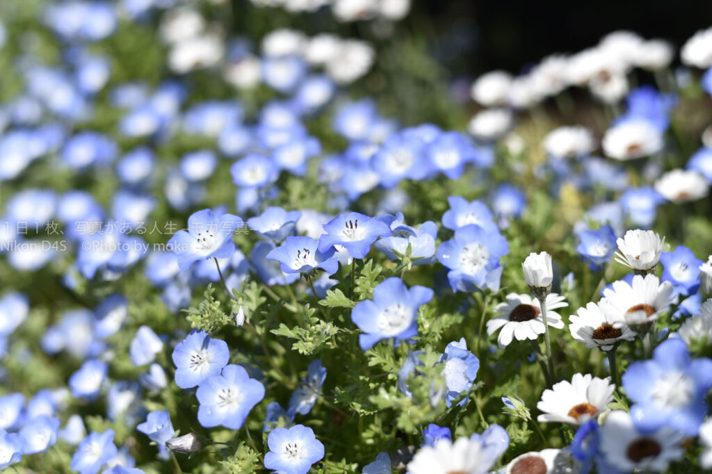 【スナップ撮影】いっぱい花を撮ろう！！