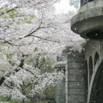 【スナップ撮影】桜吹雪を撮ってみよう!!