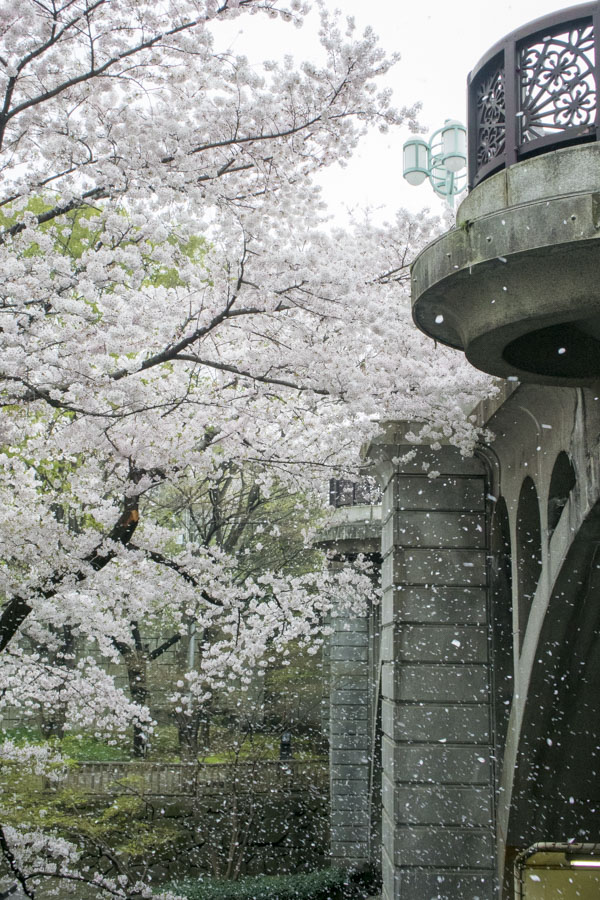 【スナップ撮影】桜吹雪を撮ってみよう！！