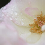 【スナップ写真】水の滴る美しい薔薇の花