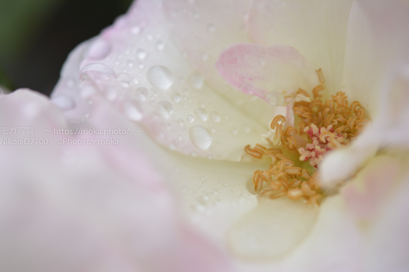 【スナップ写真】水の滴る美しい薔薇の花