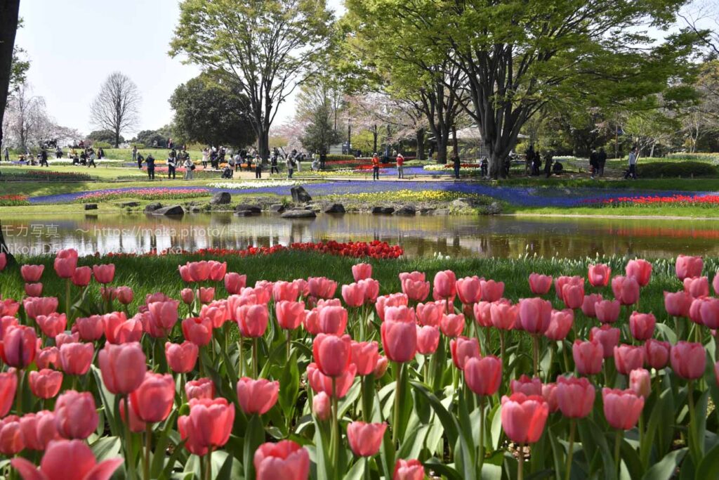 チューリップが満開！！