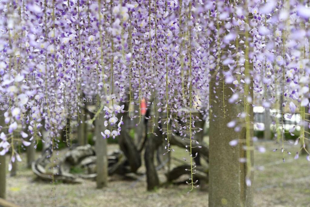 【スナップ撮影】すっかり忘れてた藤の花・・絶対撮りたい！