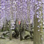 【スナップ撮影】すっかり忘れてた藤の花・・絶対撮りたい!