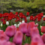 【スナップ写真】桜の次はチューリップ!