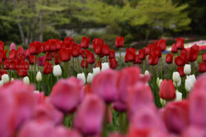 【スナップ写真】桜の次はチューリップ!