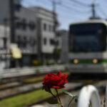 【スナップ写真】もうすぐバラも咲くらしい!?
