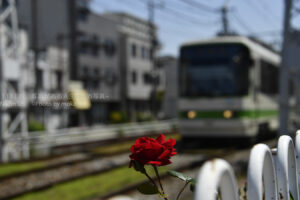 【スナップ写真】もうすぐバラも咲くらしい!?