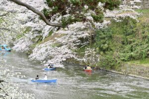 【スナップ撮影】千鳥ヶ淵でお花見スナップ撮影