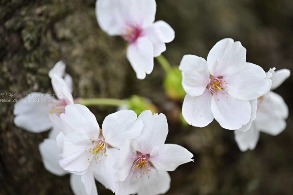 儚いサクラ・・・また来年。