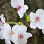 儚いサクラ・・・また来年。