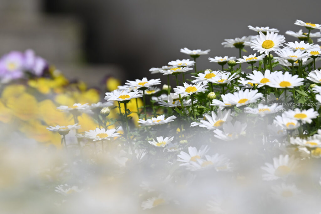 【スナップ撮影】春の日差し下でスナップ撮影