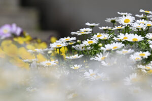 【スナップ撮影】春の日差し下でスナップ撮影