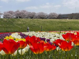 【iPhone写真】風のない春の休日・・