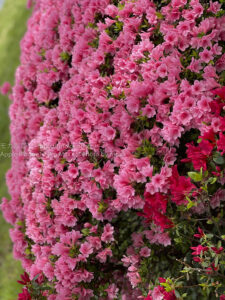 【iPhone】春になって彩りが華やかになってきた