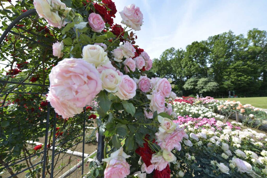 満開の薔薇に囲まれて写真を撮ろう！