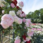 満開の薔薇に囲まれて写真を撮ろう!