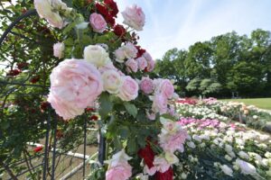 満開の薔薇に囲まれて写真を撮ろう！
