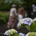 【スナップ写真】紫陽花撮影を満喫しよう!!