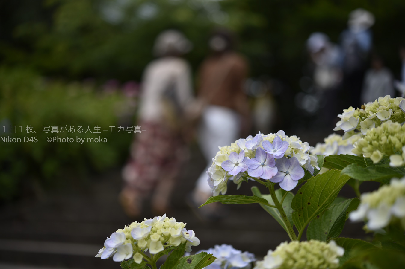 【スナップ写真】紫陽花撮影を満喫しよう！！