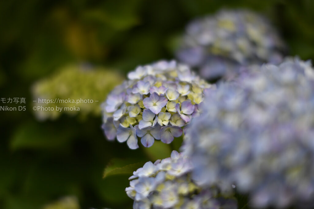 【スナップ撮影】千葉の紫陽花寺に行こう♪