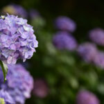 【スナップ撮影】紫陽花撮影の準備・・今年はどこで撮ろう!?