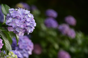 【スナップ撮影】紫陽花撮影の準備・・今年はどこで撮ろう！？