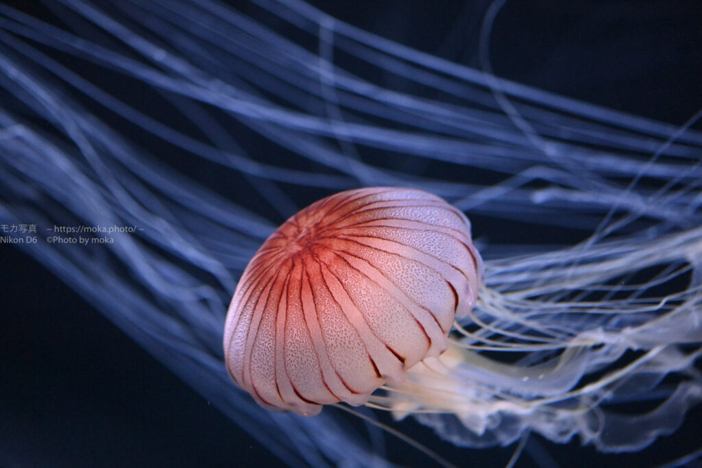 【水族館写真】ゆらゆらクラゲの写真を撮ろう！！