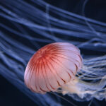 【水族館写真】ゆらゆらクラゲの写真を撮ろう!!