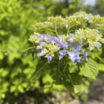 【スナップ撮影】初夏の香りを感じながら写真を撮ろう