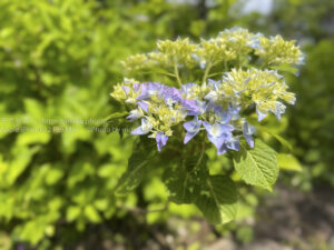 【スナップ撮影】初夏の香りを感じながら写真を撮ろう