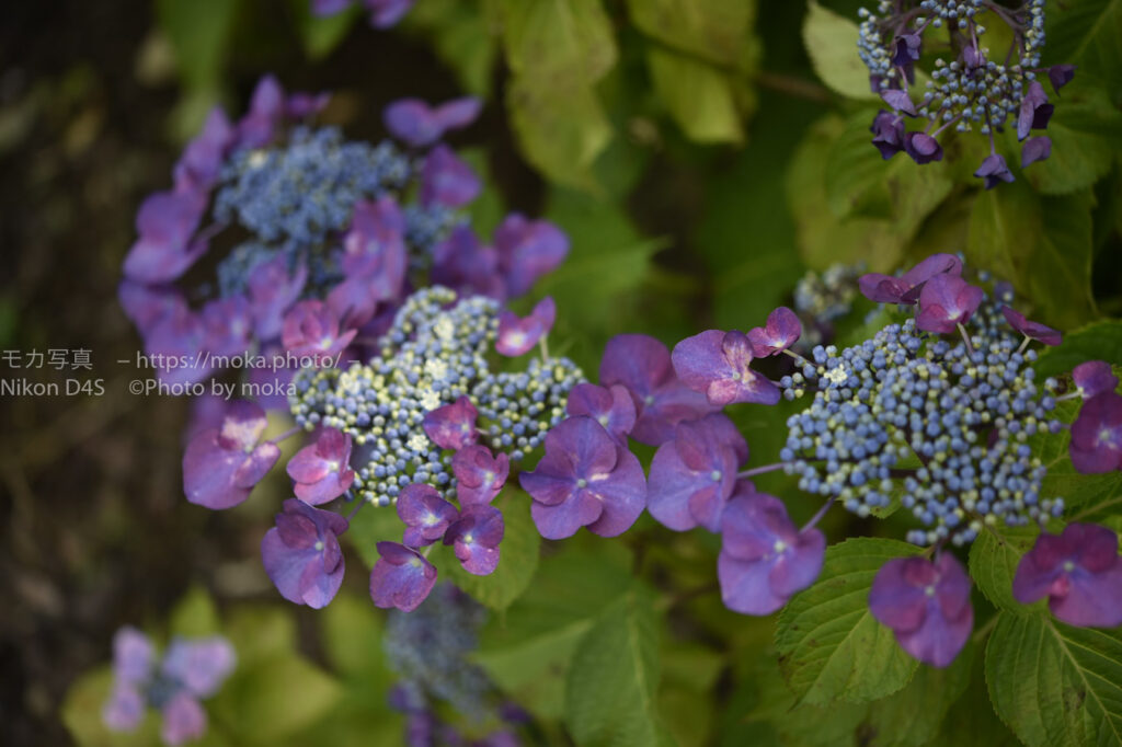 梅雨の花を楽しもう！！