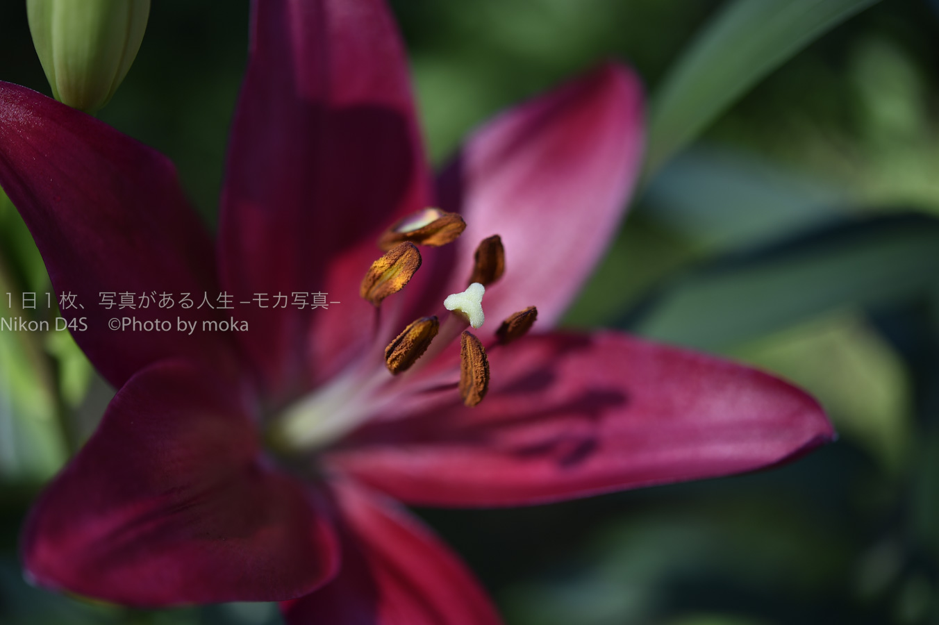 【スナップ撮影】歩く姿は百合の花
