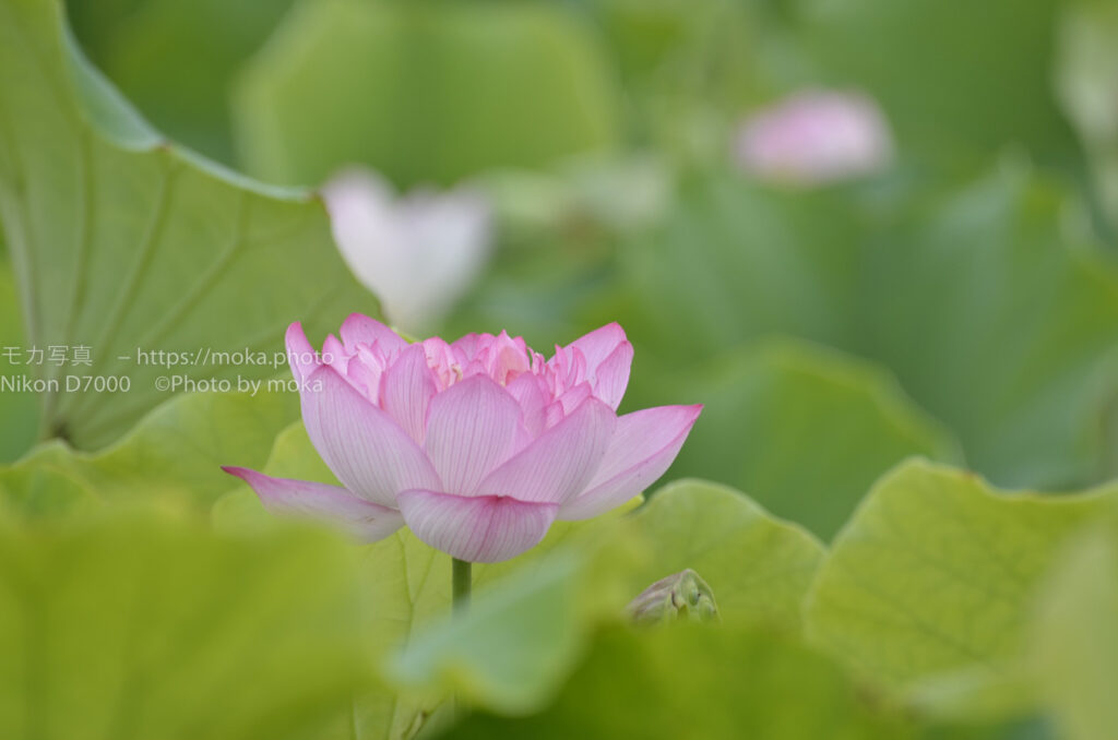 【スナップ撮影】早起きをして・・蓮の花を見にいこう！！