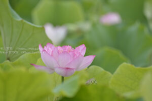 【スナップ撮影】早起きをして・・蓮の花を見にいこう!!