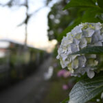 【スナップ撮影】紫陽花の咲く一本道