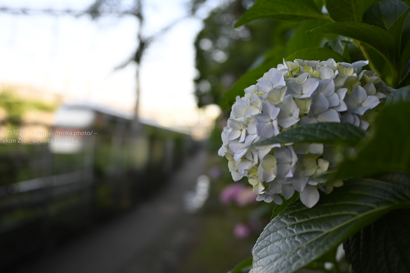 【スナップ撮影】紫陽花の咲く一本道