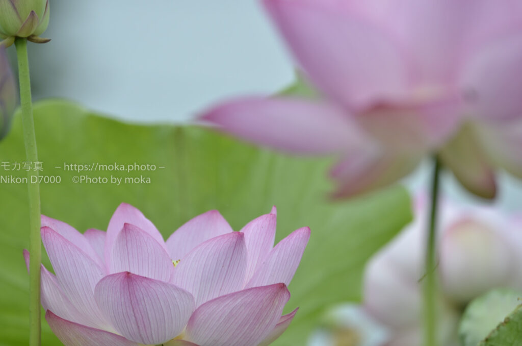 【スナップ撮影】暑い季節に花を撮ろう！！