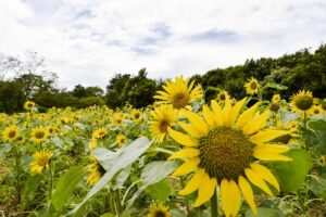 【スナップ撮影】ヒマワリを見て暑さを吹き飛ばせ!!
