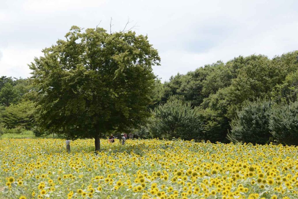 【スナップ写真】夏らしい写真を撮ろう！