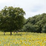 【スナップ写真】夏らしい写真を撮ろう!