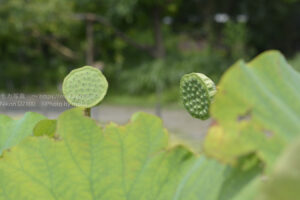 【スナップ撮影】真夏の光線のしたでスナップ撮影