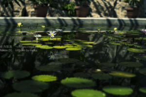 【スナップ写真】暑い暑い、夏の写真を撮ろう!