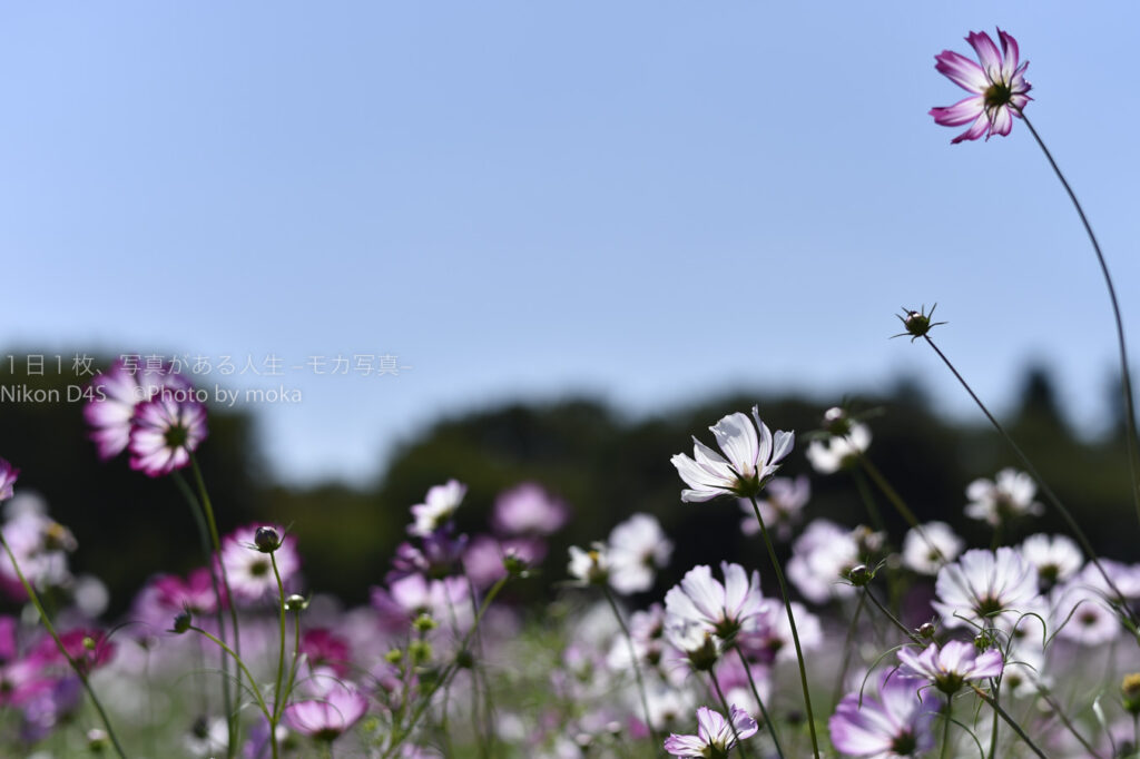 【スナップ撮影】秋に向けて被写体探し！！