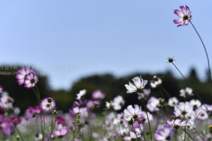【スナップ撮影】秋に向けて被写体探し!!