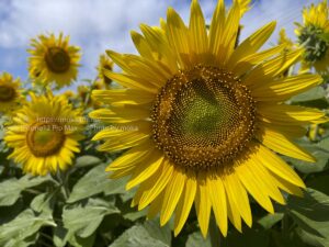 【スナップ写真】通りすがりのヒマワリ畑が綺麗過ぎる！