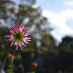 秋の花を撮りに行こう!!