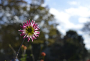 秋の花を撮りに行こう!!